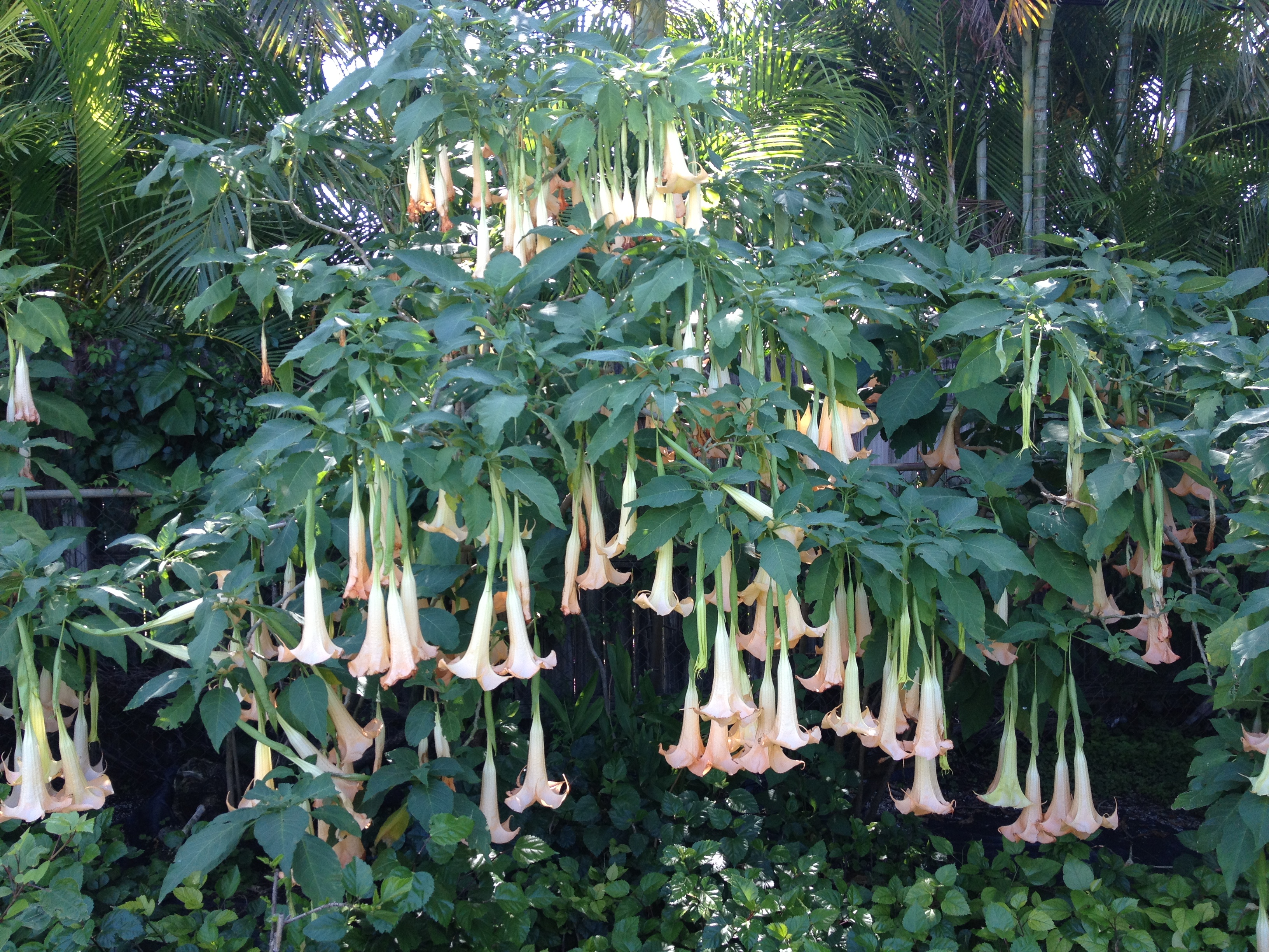 ANGELTrumpet narcotic smell